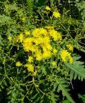 :-Sonchus palmensis