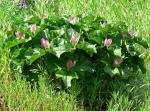 Westliche Dreizipfellilie - Trillium ovatum