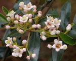 Nützlicher Schneeball - Viburnum utile