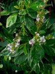 Rotblatt - Pseuderanthemum carruthersii