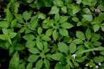 : - Ipomoea pes-tigridis