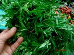 Cosmee - Cosmos caudatus