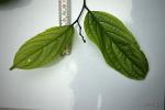 : - Celtis gomphophylla