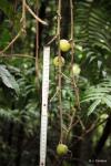 : - Ficus sur