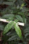 : - Greenwayodendron suaveolens