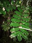 : - Quassia undulata