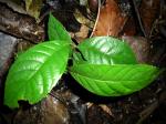 : - Rinorea ilicifolia