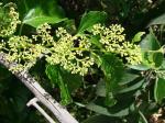 Susi - Cissus verticillata