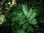 : - Uvariodendron usambarense