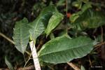 : - Fagaropsis angolensis