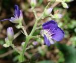 : - Dichorisandra villosula