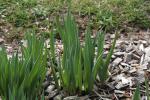 Gold-Lauch-Allium moly