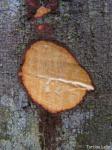 Schlangenholz - Brosimum guianense