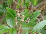 : - Lithrea molleoides