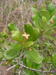 : - Guettarda platypoda