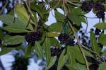 : - Abrophyllum ornans