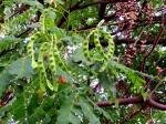 Roter Sandelholzbaum - Adenanthera pavonina