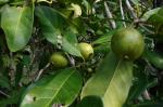 : - Atractocarpus fitzalanii