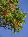 : - Cassia brewsteri