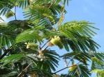 Federbuschalbizie - Paraserianthes lophantha