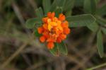 : - Eriosema glaziovii