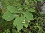 : - Euonymus macropterus