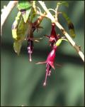 Kotukutuku - Fuchsia excorticata