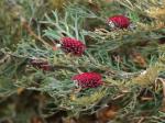 : - Grevillea beadleana