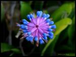 Kelchbromelie-Aechmea gamosepala