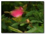 Rosa Puderquastenstrauch - Calliandra surinamensis