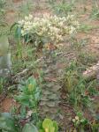 : - Mikania sessilifolia
