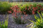 Känguruhblume - Anigozanthos flavidus