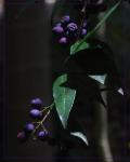 : - Syzygium wilsonii subsp. cryptophlebium