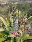 : - Aechmea bromeliifolia