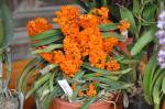 : - Ascocentrum miniatum