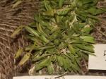 : - Barbosella cogniauxiana