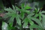 :-Begonia gardneri
