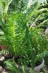 : - Blechnum brasiliense