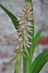 : - Coelia macrostachya