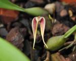 : - Bulbophyllum blumei