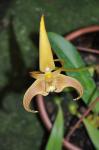 : - Bulbophyllum lobbii