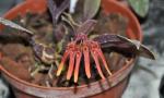 : - Bulbophyllum thaiorum