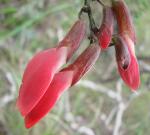 : - Camptosema isopetalum