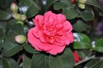: - Camellia rusticana