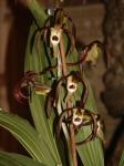 :-Catasetum saccatum