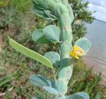 : - Chamaecrista desvauxii var. latistipula