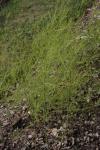 Rauer Spargel - Asparagus pseudoscaber