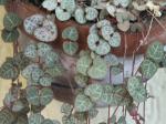 : - Ceropegia woodii