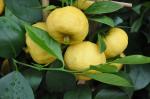 Süße Limette - Citrus limetta