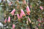 : - Correa harrisii